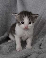 Chaton de Pure Race