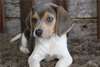 Chiots Beagle - Annonce classée # 537319
