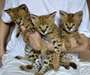 fgtrytn CHATONS SAVANNAH DISPONIBLES - Annonce classée # 537329