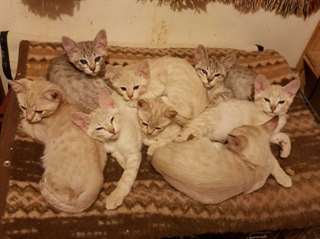 chatons Australian Mist &#224; vendre