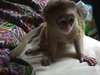 Mignon singe capucin à adopter - Annonce classée # 537333
