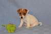 Chiot Jack Russell - Annonce classée # 537350