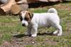 Chiot Jack Russell - photo 2