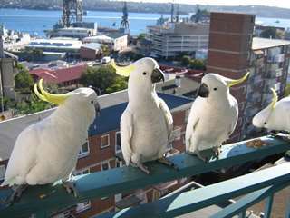 Un bel oiseau a besoin