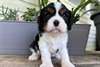 Chiots Cavalier King Charles - Annonce classée # 537386