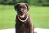 Chiots Labrador Retriever - Annonce classée # 537420