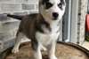 Chiots Husky Siberien - photo 1