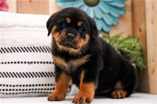 Chiots Rottweiler