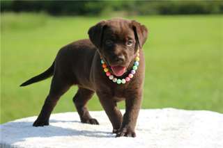 Chiots Labrador Retriever