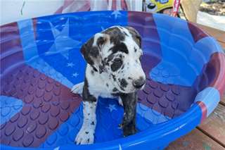 Chiots Grand Danois