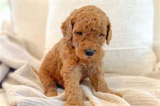 Chiots Goldendoodle