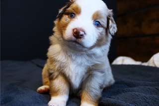 Chiots Berger Australien