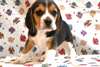 Chiots Beagle - Annonce classée # 537469