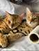Chatons Bengal - Annonce classée # 537475
