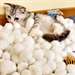 Chatons Scottish Fold - Annonce classée # 537479