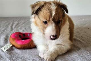 Chiots Shetland-Sheepdog-Sheltie