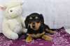 Chiots Teckels - Annonce classée # 537511