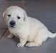 Chiots labradors a donner - Annonce classée # 537523