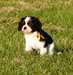 Chiots Cavaliers King Charles a donner - Annonce classée # 537524