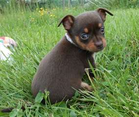 Chiot chihuahua a donner