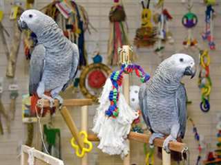 Perroquets gris africains élevés