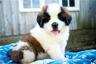 Chiots Saint Bernards