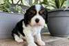 Chiots Cavalier King Charles - Annonce classée # 537566