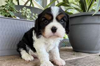 Chiots Cavalier King Charles