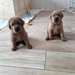 femmes de 12 semaines LABRADOR - photo 1