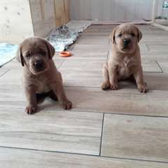 femmes de 12 semaines LABRADOR