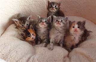 Beaux chatons gros Maine coon