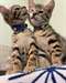 Cheery Bengal Kittens - photo 1