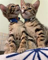 Cheery Bengal Kittens
