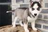 Chiots Husky Siberien - photo 1