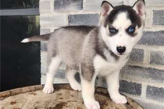Chiots Husky Siberien