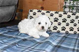Chiots Bichon Frise