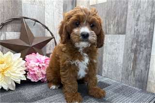 Chiots Cavapoo