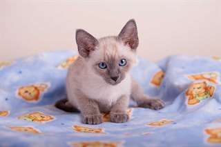 magnifiques chaton siamois &#226;g&#233;s de 3 moi