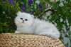 chaton Persan Chinchilla âgé de 3 mois - photo 1