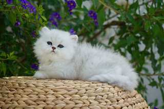 chaton Persan Chinchilla âgé de 3 mois