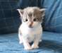 chaton Norvégien âgé de 3 mois - photo 1