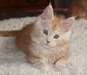 chaton Maine Coon âgé de 3 mois - photo 1