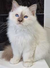 chaton sacré de birmanie âgés de 3 mois