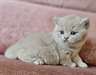 chaton British Shorthair âgés de 3 mois - Annonce classée # 537678