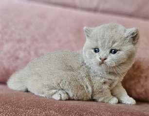 chaton British Shorthair &#226;g&#233;s de 3 mois