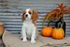 Chiots Cavalier King Charles - photo 1