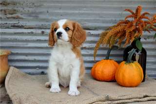 Chiots Cavalier King Charles