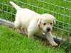 Chiots labradors a donner - photo 1