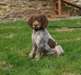 Chiot epagneul breton a donner - photo 1