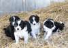 chiots Border collie a donner - photo 1